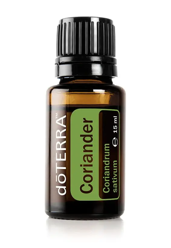 Koriander Coriandrum sativum - Coriander