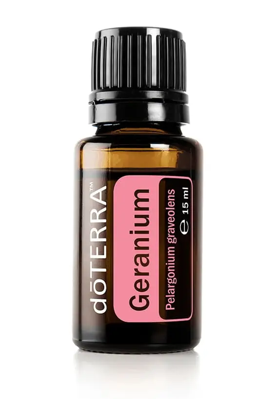 Geranie Pelargonium graveolens