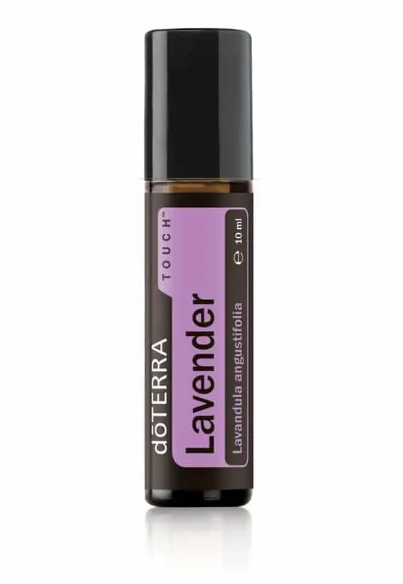 Lavendel Touch® Lavandula angustifolia - Lavender